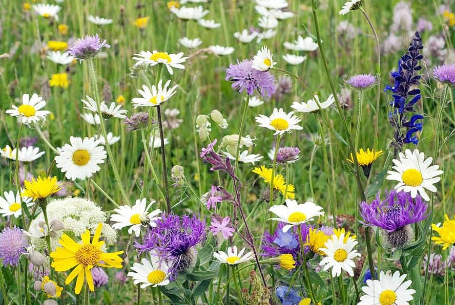 Brucker Land blüht auf